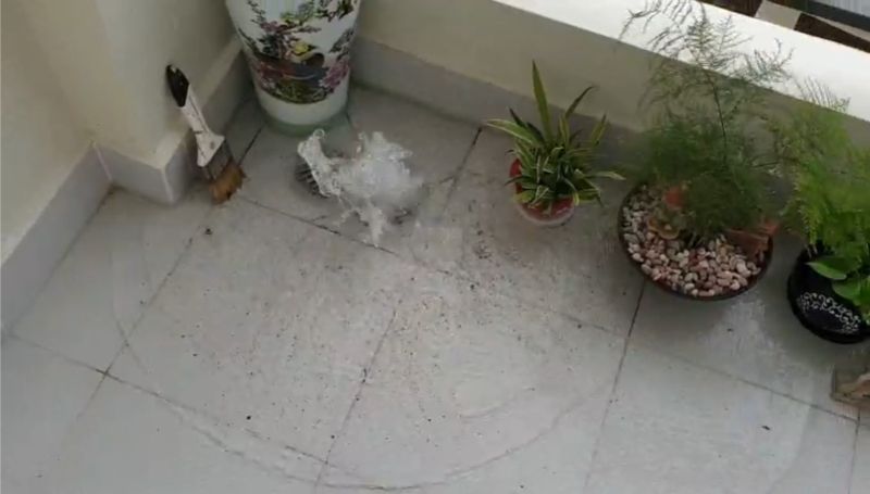 Nước thải bị trào ngược